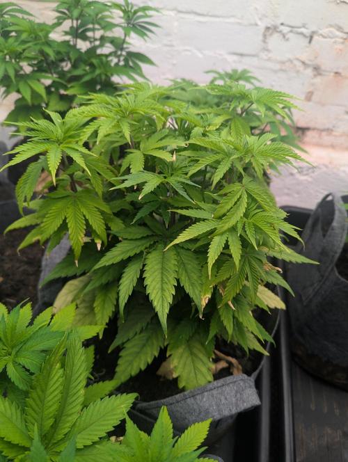 Barney's Farm Jelly Cake. Week 5