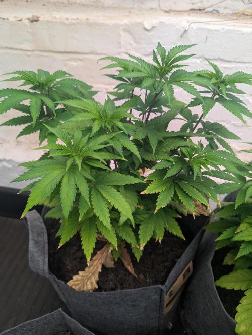 Barney's Farm Jelly Cake. Week 5