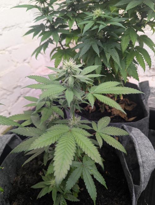 Barney's Farm Jelly Cake. Week 8 - The runt looks beautiful 😍