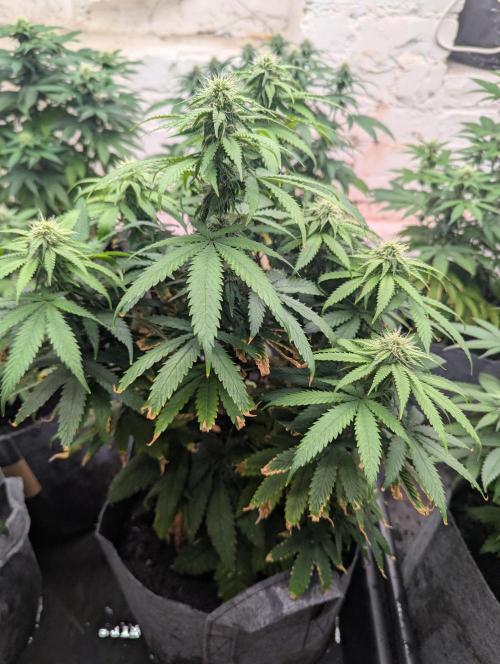 Barney's Farm Jelly Cake. Week 8