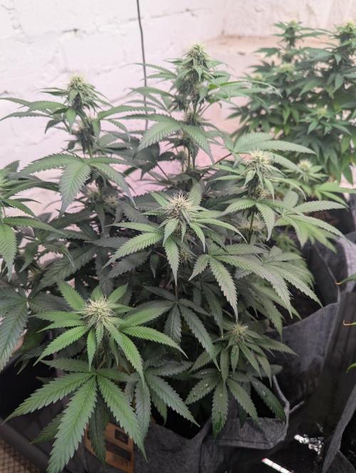 Barney's Farm Jelly Cake. Week 8