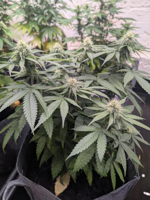 Barney's Farm AK-47. Week 9