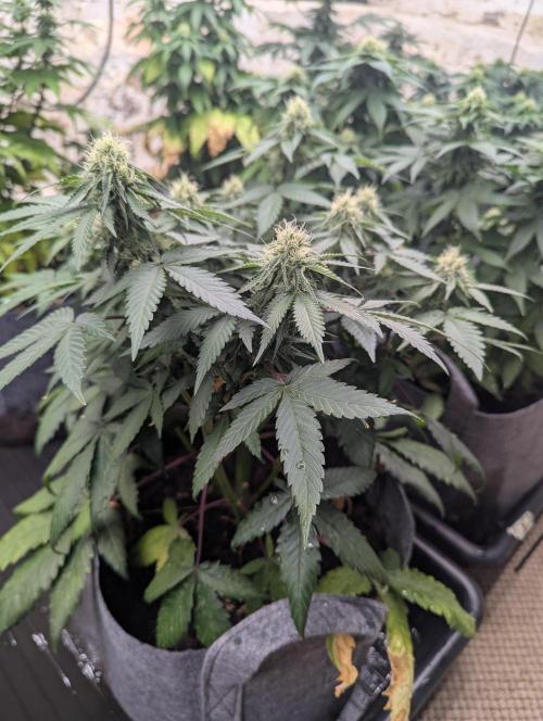 Barney's Farm AK-47. Week 9