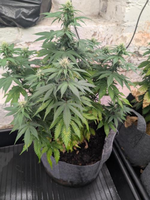 Barney's Farm AK-47. Week 9