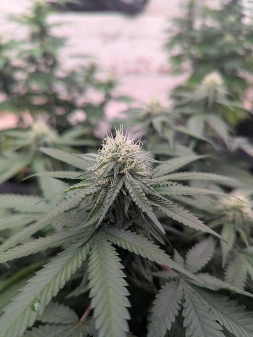 Barney's Farm AK-47. Week 9