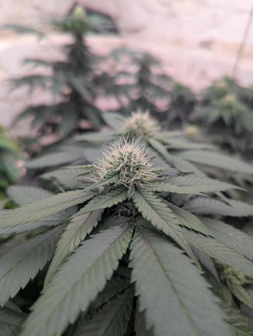 Barney's Farm Zillions. Week 8