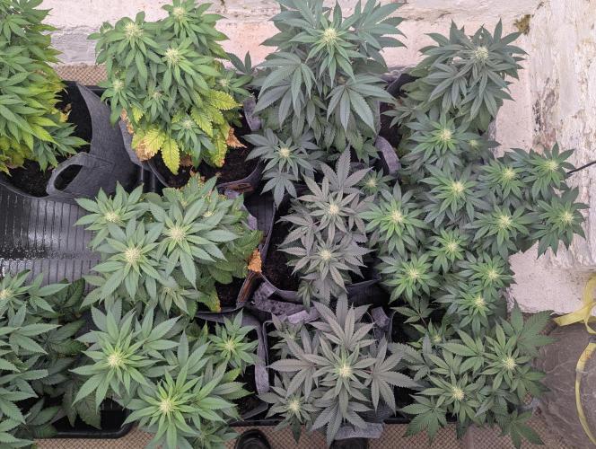 Barney's Farm Zillions. Week 8