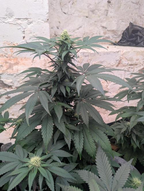 Barney's Farm Zillions. Week 8