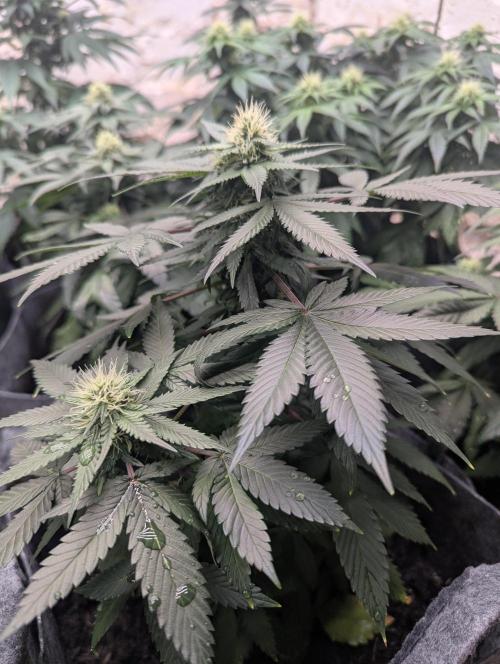 Barney's Farm Zillions. Week 8