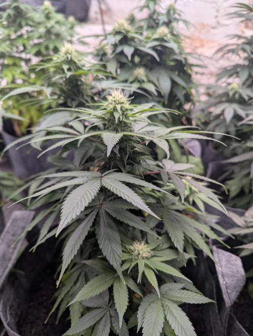 Barney's Farm Zillions. Week 8
