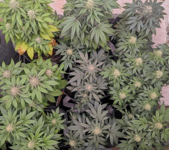 Barney's Farm Zillions. Week 9 - Group shot to start as always 