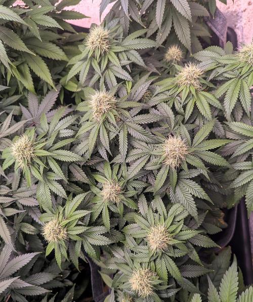 Barney's Farm Zillions. Week 9 - Multi cola topped plant