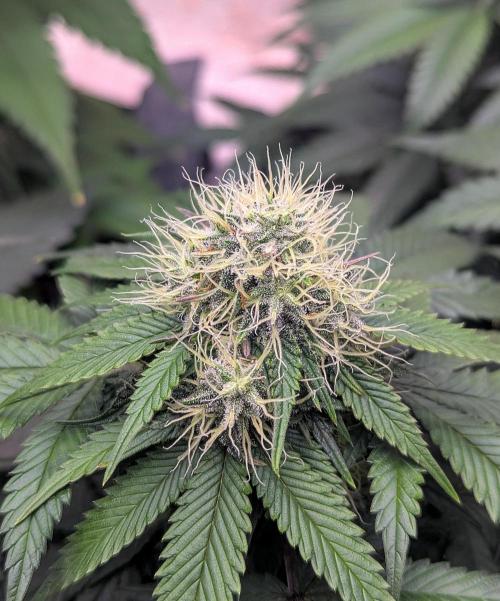 Barney's Farm Zillions. Week 9 - Multi close up
