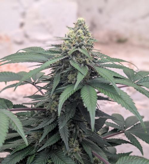 Barney's Farm Zillions. Week 9 - Single cola plant