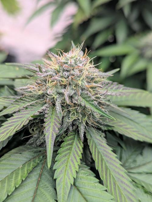 Barney's Farm Zillions. Week 9