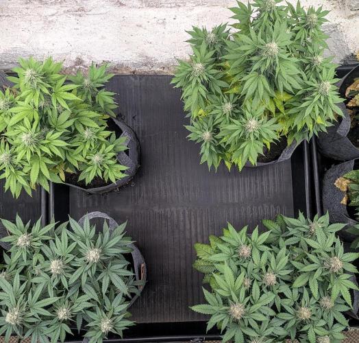 Barney's Farm AK-47. Week 10 - Group shot, everyone smile 😁