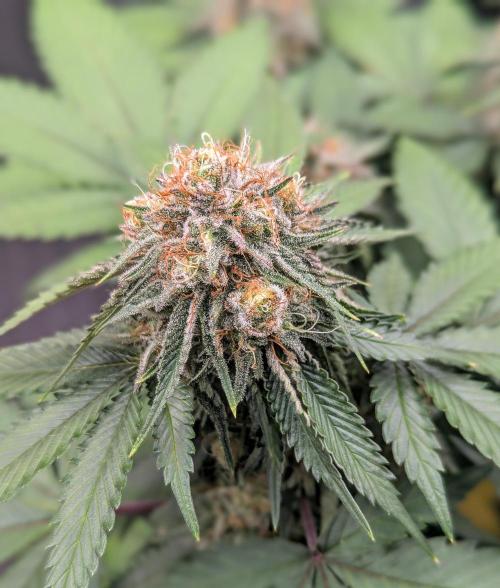 Barney's Farm AK-47. Week 10 - Brown pistils in week 4!!!