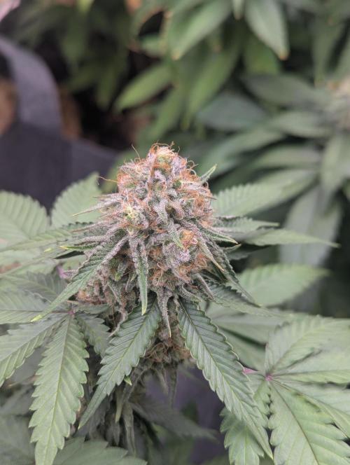 Barney's Farm AK-47. Week 10