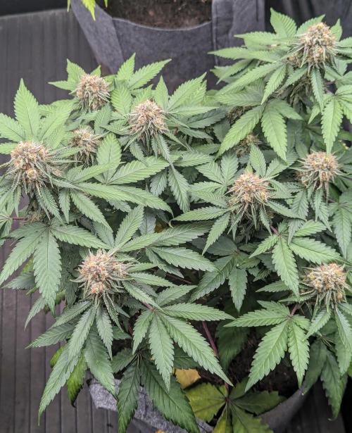 Barney's Farm AK-47. Week 10