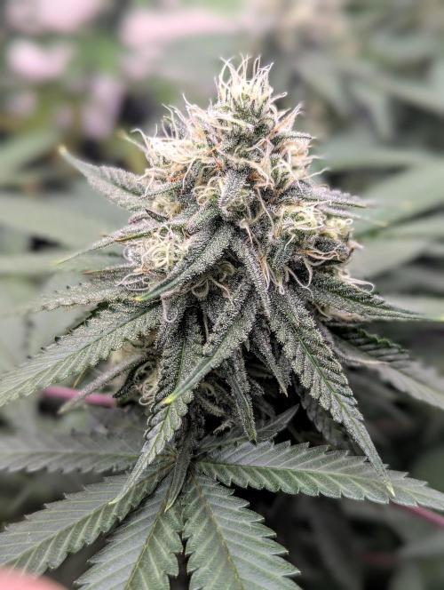Barney's Farm AK-47. Week 10