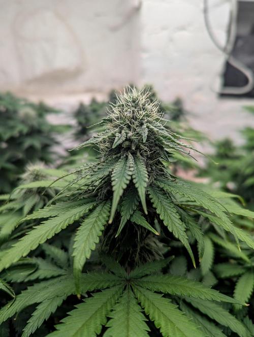 Barney's Farm Jelly Cake. Week 9