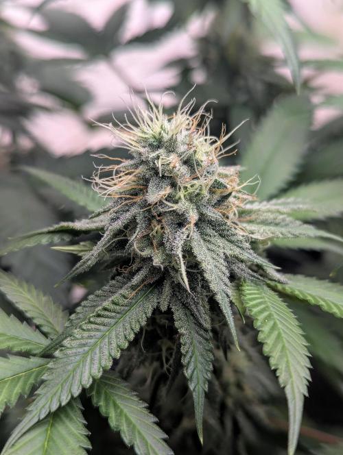 Barney's Farm Jelly Cake. Week 9