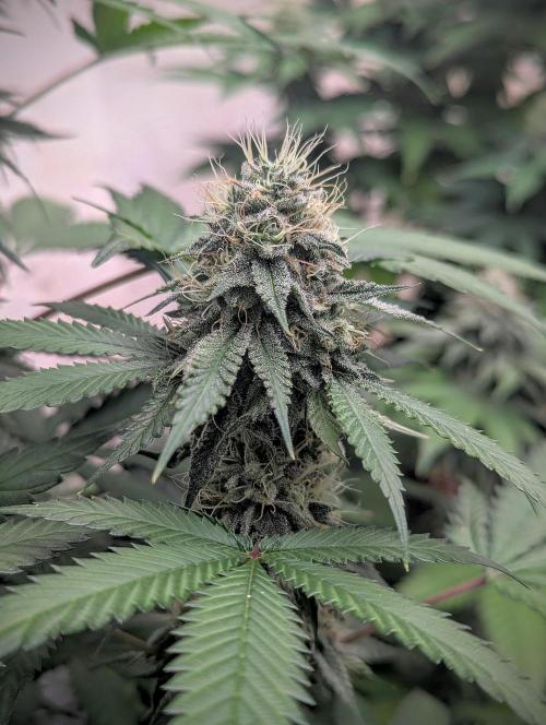 Barney's Farm Jelly Cake. Week 9
