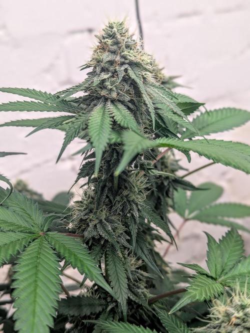 Barney's Farm Jelly Cake. Week 9