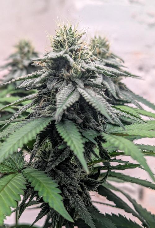 Barney's Farm Jelly Cake. Week 9