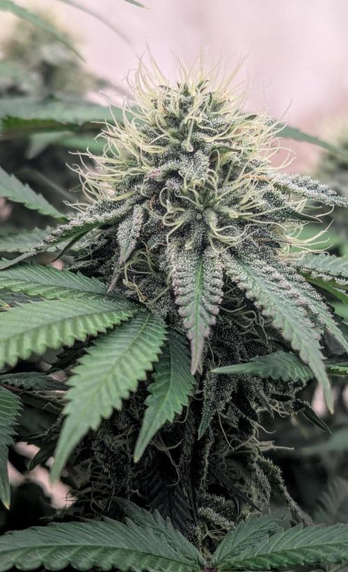 Barney's Farm Jelly Cake. Week 9