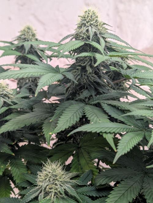 Barney's Farm Jelly Cake. Week 9