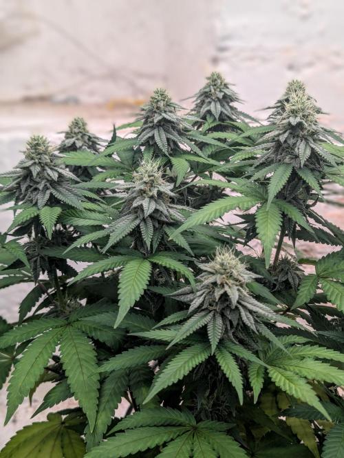 Barney's Farm Jelly Cake. Week 9