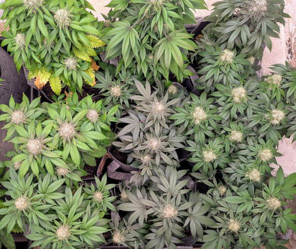 Barney's Farm Zillions. Week 10