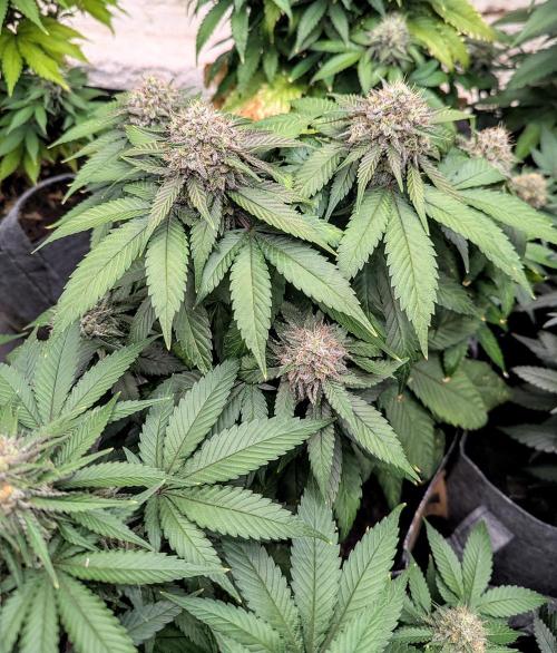 Barney's Farm Zillions. Week 10