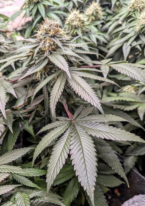 Barney's Farm Zillions. Week 10