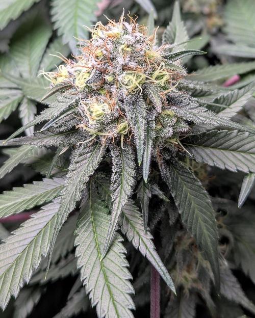 Barney's Farm Zillions. Week 10