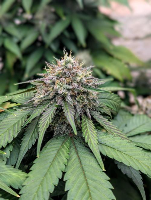 Barney's Farm Zillions. Week 10