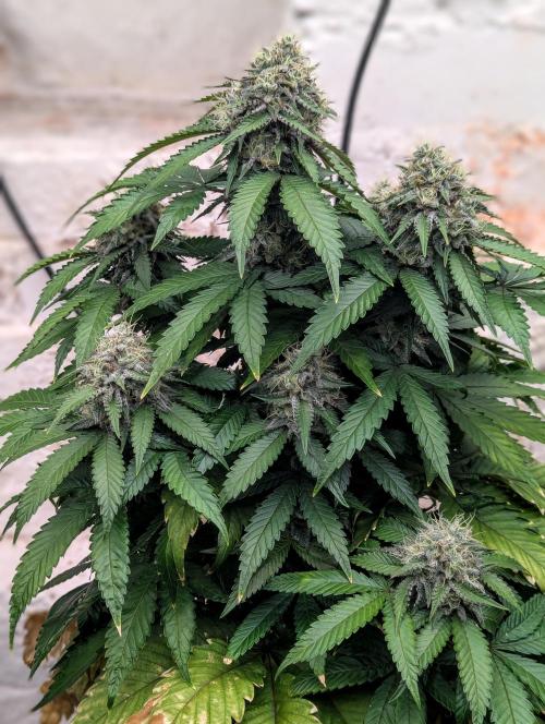 Barney's Farm Zillions. Week 10