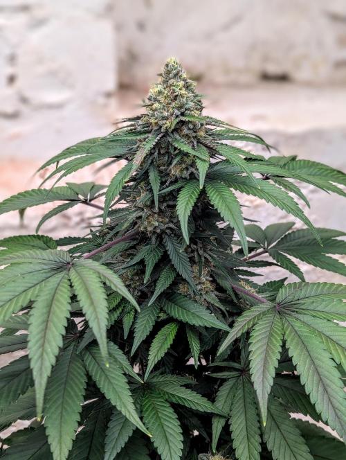Barney's Farm Zillions. Week 10