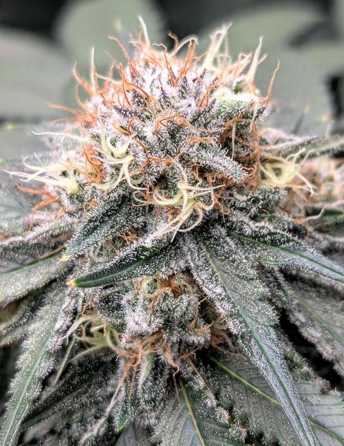 Barney's Farm Zillions. Week 10