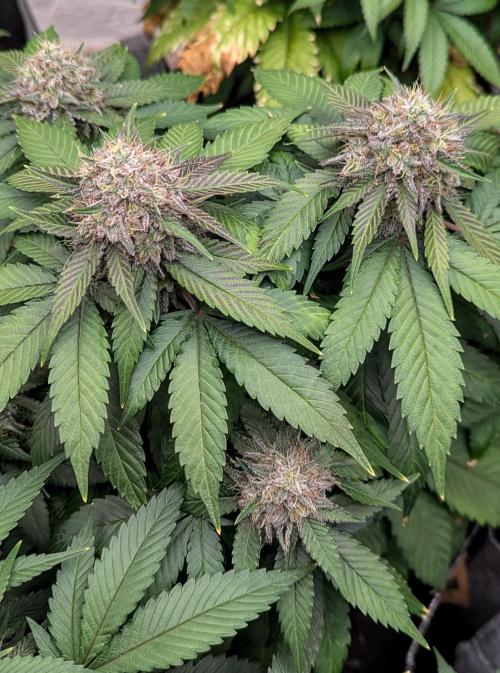 Barney's Farm Zillions. Week 10