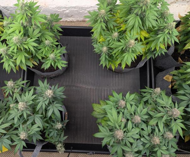 Barney's Farm AK-47. Week 11