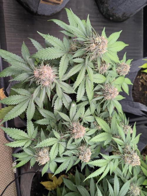 Barney's Farm AK-47. Week 11