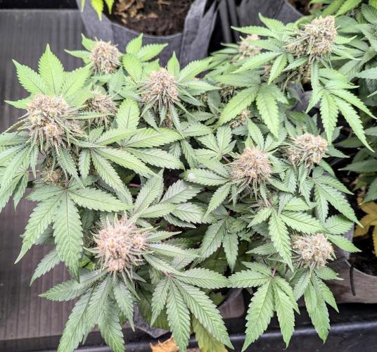 Barney's Farm AK-47. Week 11