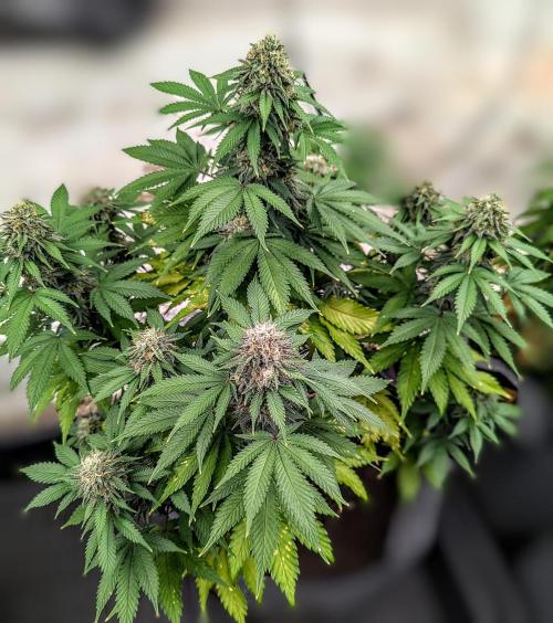 Barney's Farm AK-47. Week 11