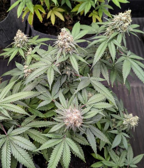Barney's Farm AK-47. Week 11