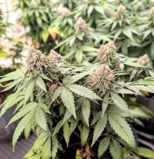 Barney's Farm AK-47. Week 11