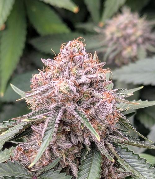 Barney's Farm AK-47. Week 11