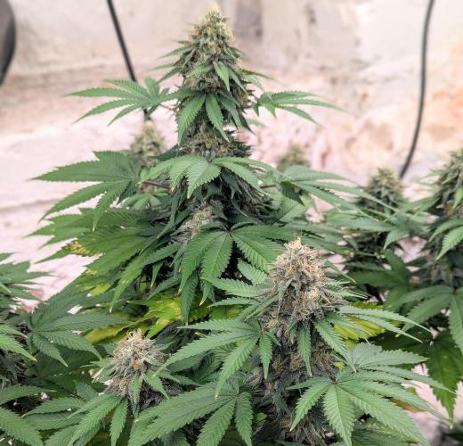 Barney's Farm AK-47. Week 11