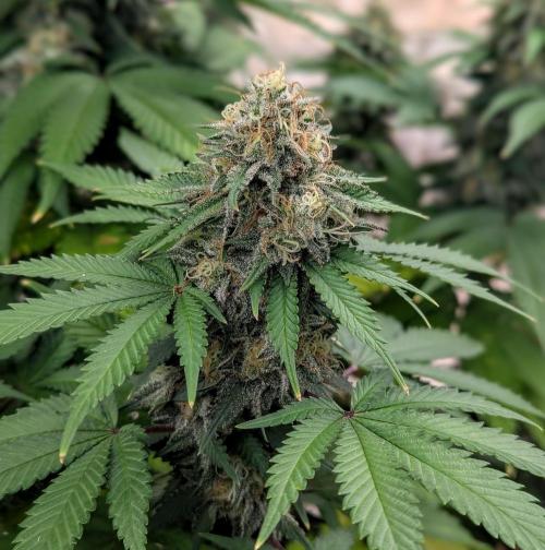 Barney's Farm AK-47. Week 11